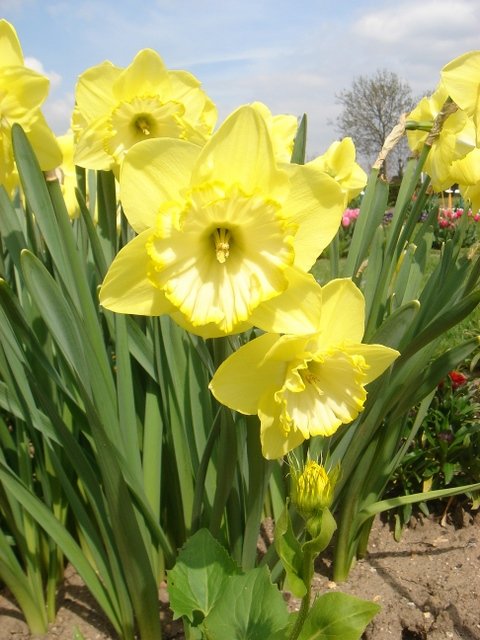 Narcissus trompette 'Spellbinder' PB 2